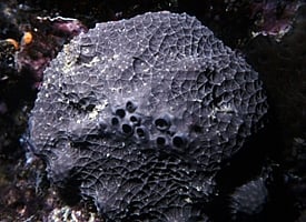 bath-sponge_coscinoderma_g315956_undw