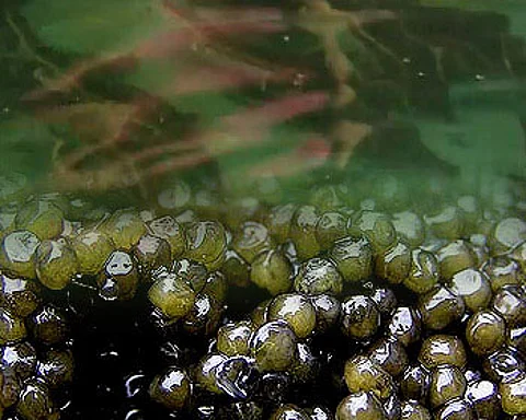 caviareggs