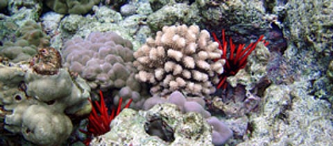sea_urchin_sml