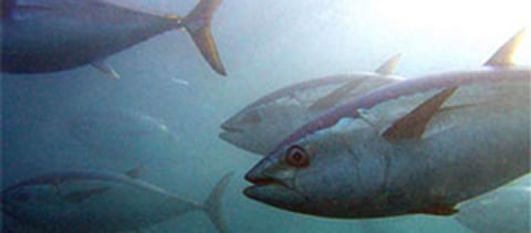 southernbluefintuna_sml