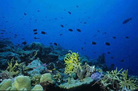 coralreef1