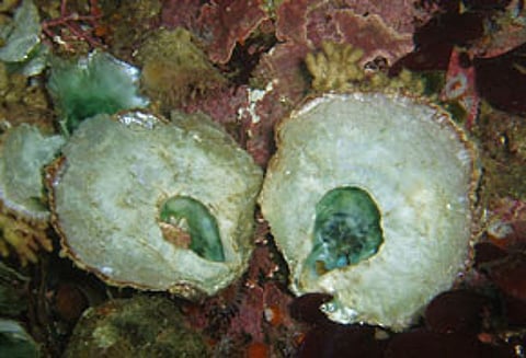 abalone