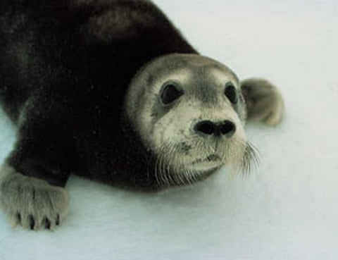 beardedsealw