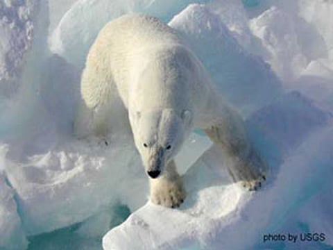 polarbearw