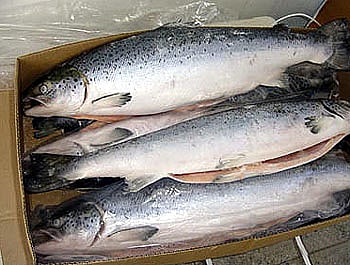 salmon
