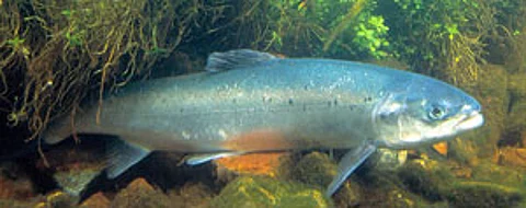 salmonw