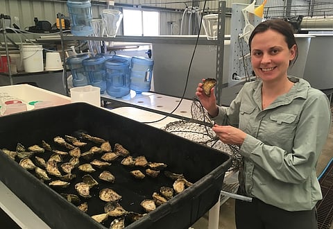 Blacklip Rock Oyster. Photo: Griffith University