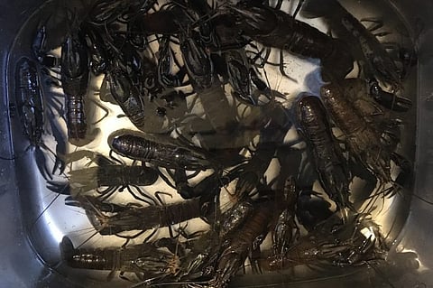 A total of 79 marron were illegally caught by the Jarrahdale man across five fishing occasions. (Photo: DPIRD)