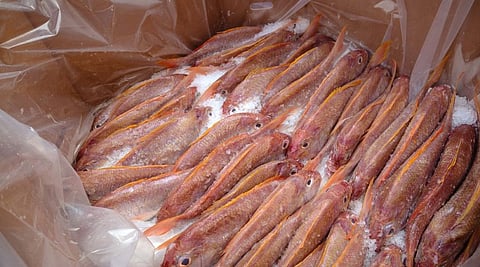 Photo: Northern Territory Seafood Council