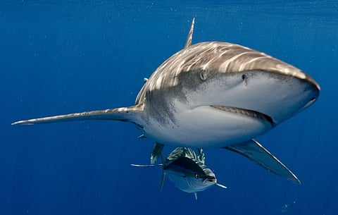 Oceanic whitetip shark (Photo: Red Sea Project)