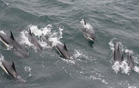 Atlantic white-sided dolphins (Photo: Whale and Dolphin Conservation, UK/Sue Rocca)