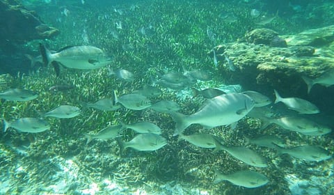 Photo: Rottnest Island Authority
