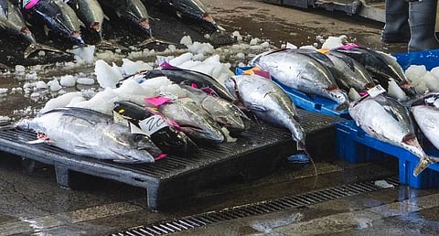 Photo: United Fishing Agency