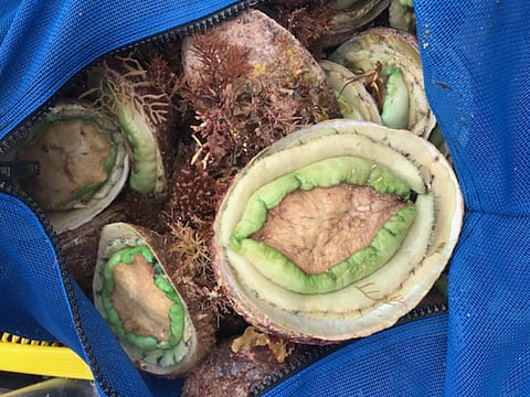 Confiscated greenlip abalone (Photo: DPIRD)