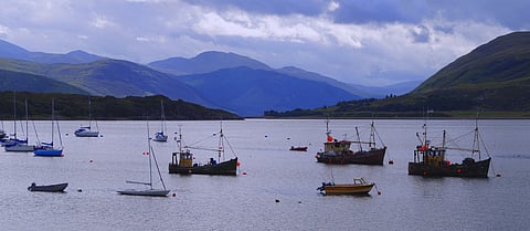 Shetland fishermen ban landing of berried lobsters