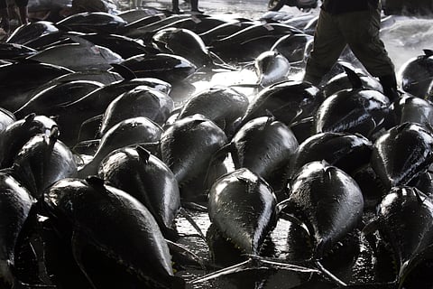 A man walks among yellowfin tuna at the fishing port of Donggang, Pingtung county, southern Taiwan Photo: Peter Bale / WikiTribune