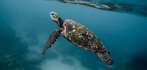 Chinese fishers have begun illegally harvesting sea turtles Photo: Jeremy Bishop/unsplash
