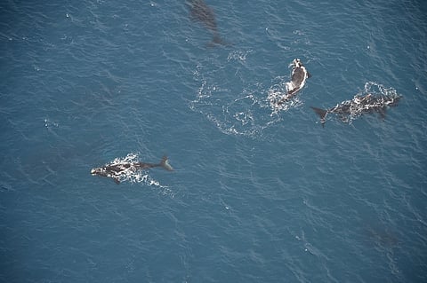 22f8149d30db4895b7f3ed99ae79f326