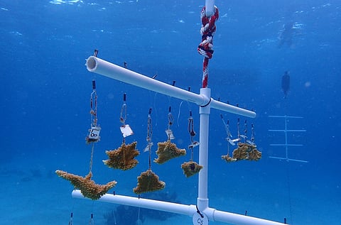 26c195007944b894aae7335fae091351