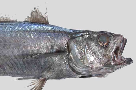 Blue grenadier Photo: Australian Government