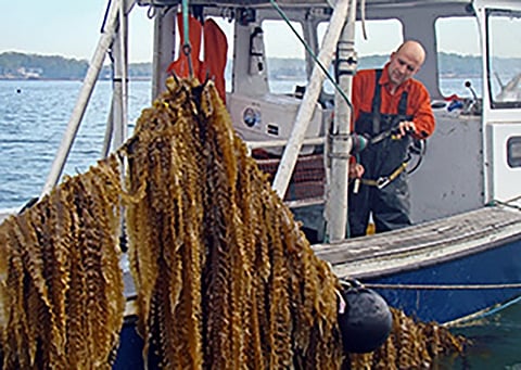Bren Smith harvests a line of sugar kelp at his Thimble Island Ocean Farm. Image: Ron Gautreau, GreenWave