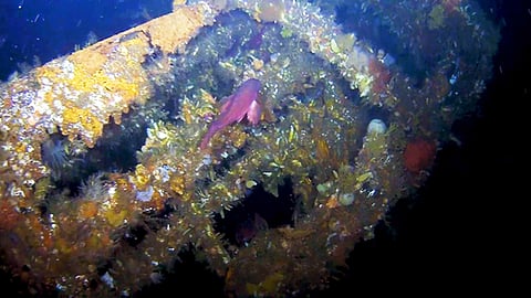 Coral-encrusted USS Abner Read stern wreckage 76db577b160d0d4497a19f4d0b6a25c8