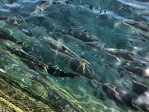 77c22c54f4a863f44209b76ac8773dea