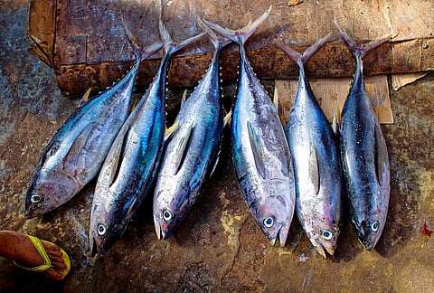 Several varieties of tuna are among the priority species. 27707/Pixabay.com