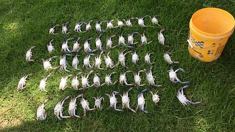 a5cfeb7eb858a454222c6a713718c016