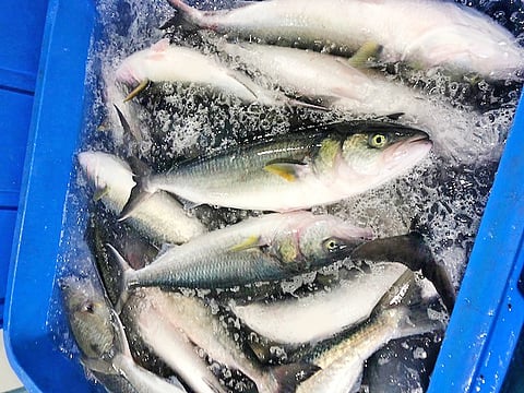 f471aeb5e8a92fbd198464dedf5ef682