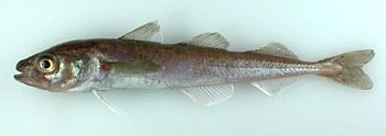 Arctic Cod, a small, ice-affiliated forage fish, is the most abundant marine fish and is an important link in marine food webs. Arctic Cod, a small, ice-affiliated forage fish, is the most abundant marine fish and is an important link in marine food webs.