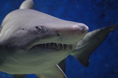 OPINION | Why all the hysteria about sharks?