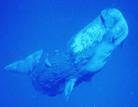 sperm_young_whaleweb