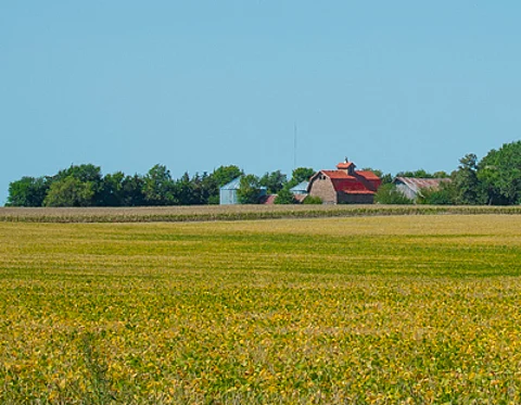 A farmstead sits next to a soybean crop outside of Ottosen, Iowa, Sept. 17, 2017.
USDA Photo by Preston Keres