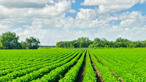 Agriculture stock image BankNews.com