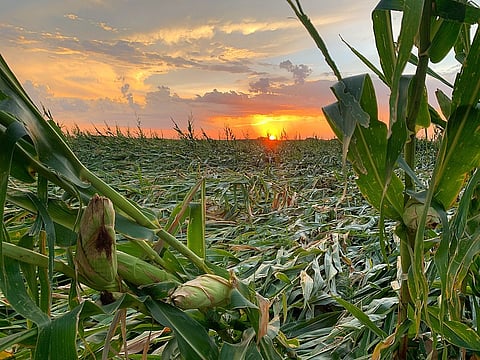 The sun sets over a field of corn flattened by a derecho near Adel, Iowa, in August.