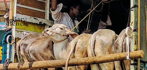 Cattle transportation