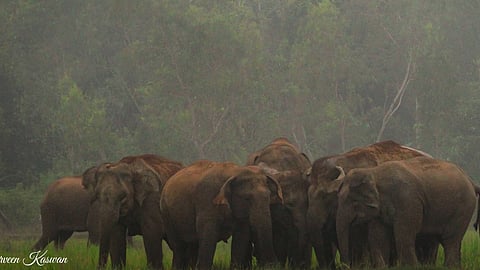 Elephants