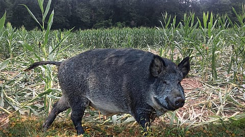 Wild boar and Agricultural Damage