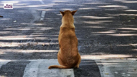 Publicise policy on feeding stray dogs: Karnataka High Court to State