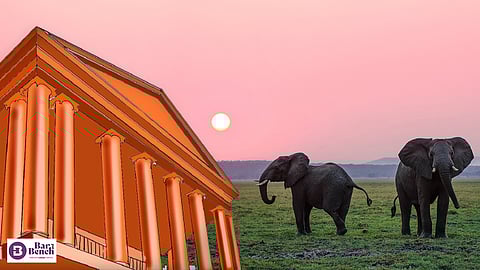 Elephants, Karnataka HC