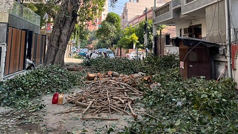 cutting of trees