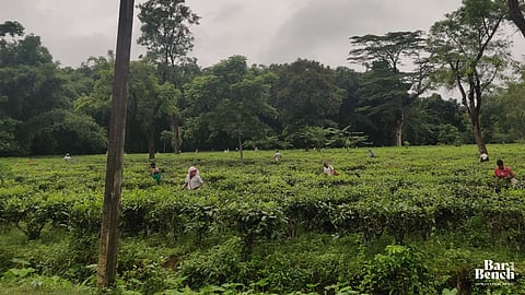 Assam tea garden