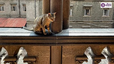 Cat in Bombay High Court