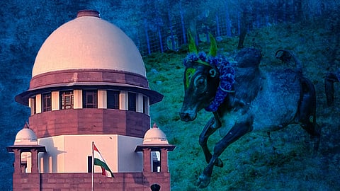 PETA files review petition before Supreme Court against Jallikattu verdict