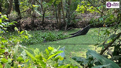 Wetland