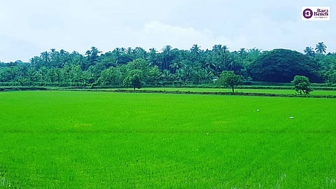 Paddy fields