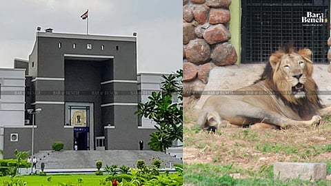 Gujarat High Court, Lion 