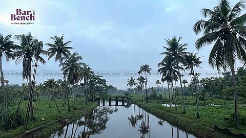Coconut Tree