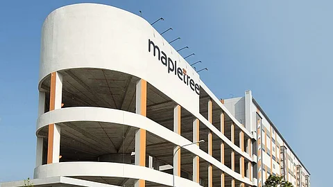 Mapletree